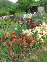 /album/galerie-de-photos-floraisons/jardin-du-cabanon-05-comp-jpg1/